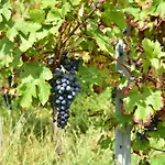 Tenuta Valdomini
