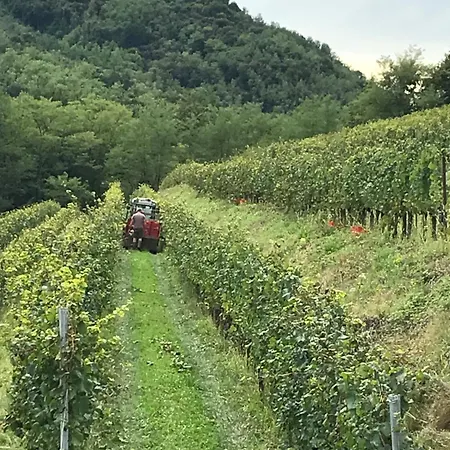 Tenuta Valdomini * Attimis