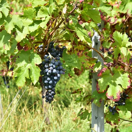Tenuta Valdomini
