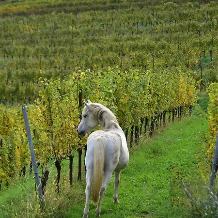 Tenuta Valdomini * Attimis