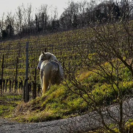 Tenuta Valdomini Alloggio per agriturismo Attimis