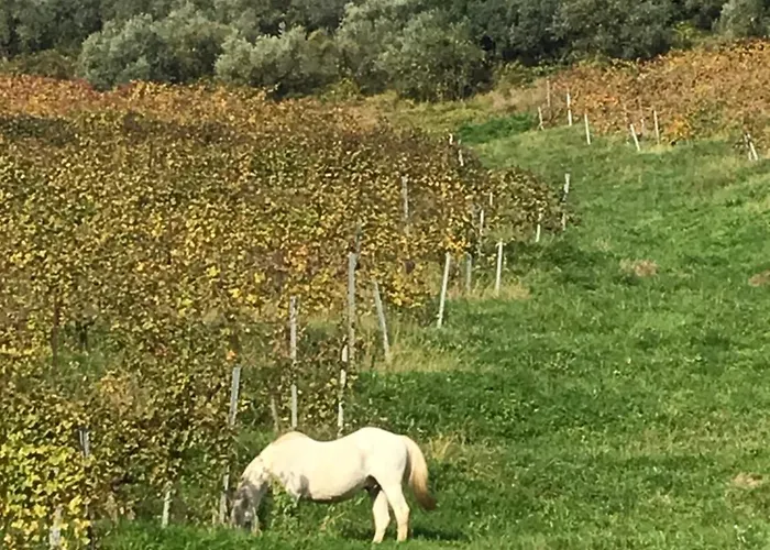 Tenuta Valdomini Attimis