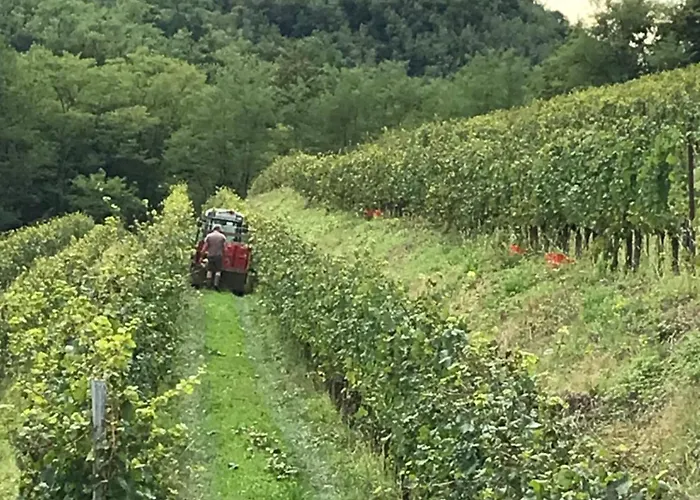 Tenuta Valdomini * Attimis