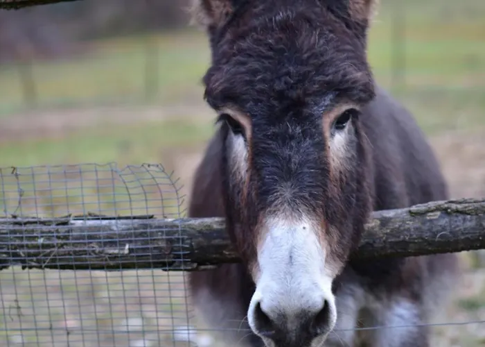 Farmház Tenuta Valdomini *