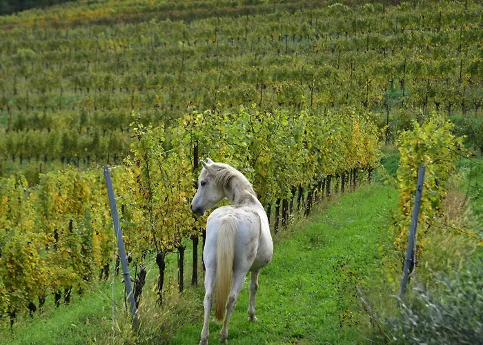 Tenuta Valdomini * Attimis