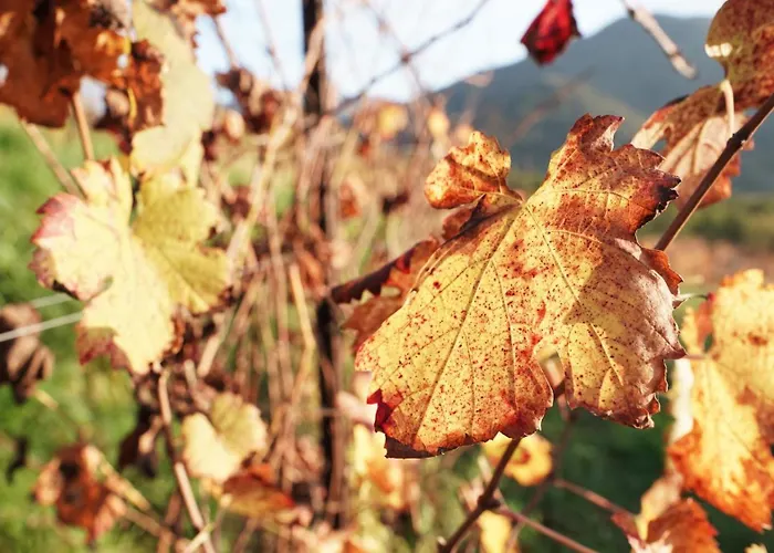 Farmház Tenuta Valdomini